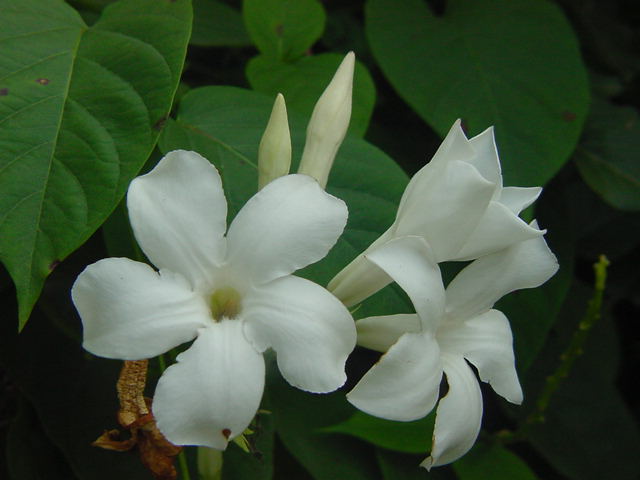 Mandevilla laxa - Imagen 3