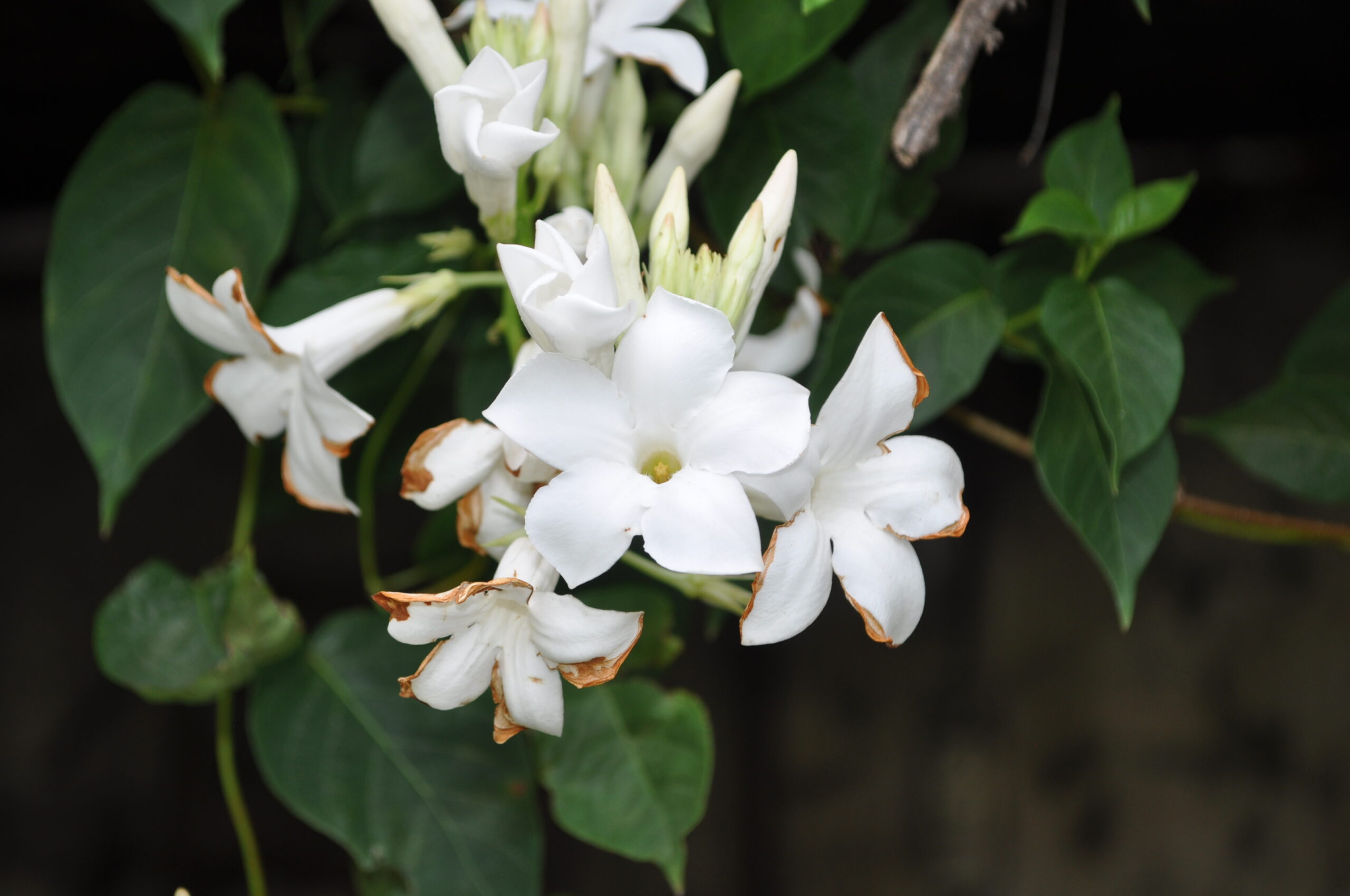 Mandevilla laxa - Imagen 4