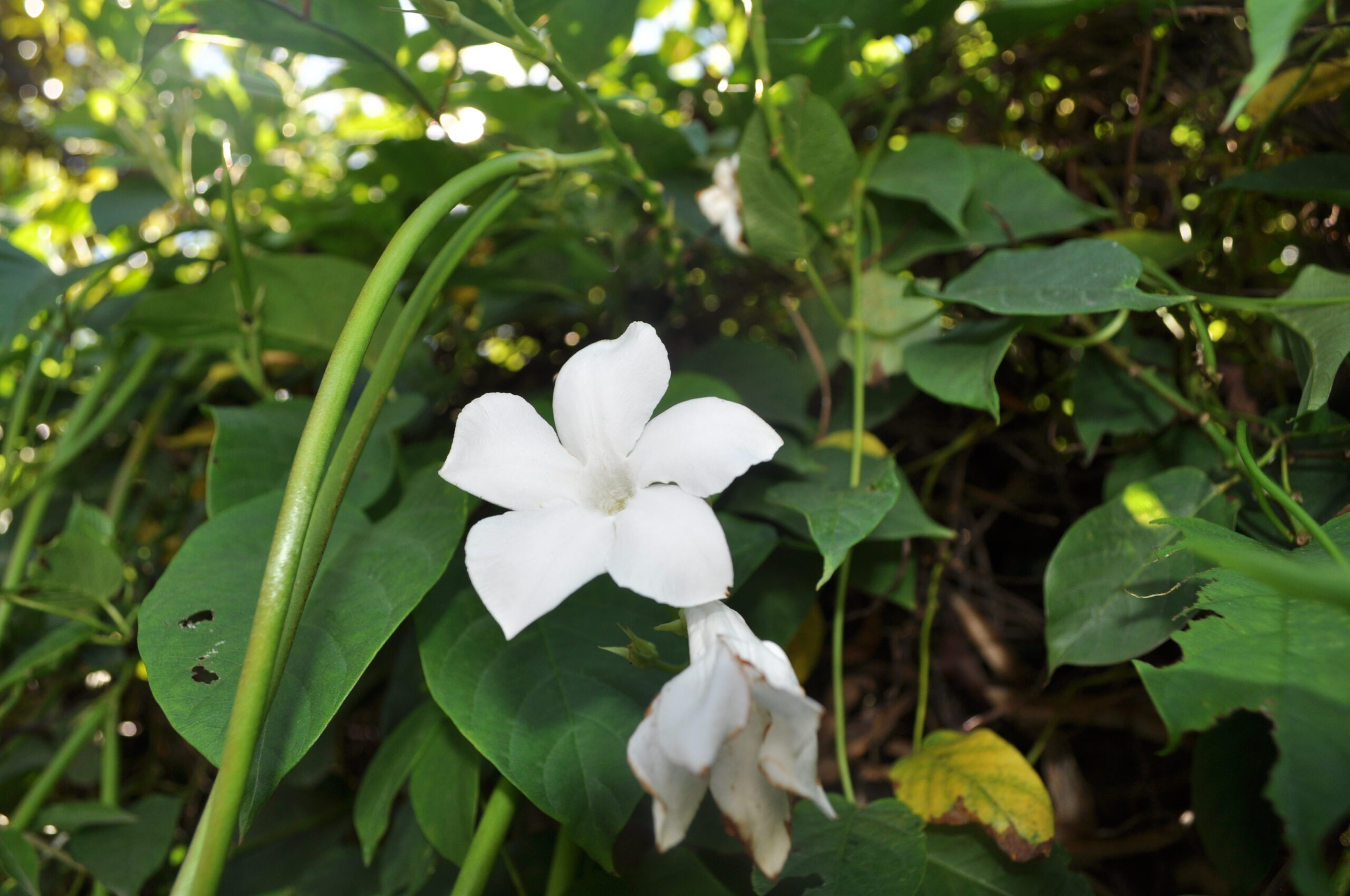 Mandevilla laxa - Imagen 5