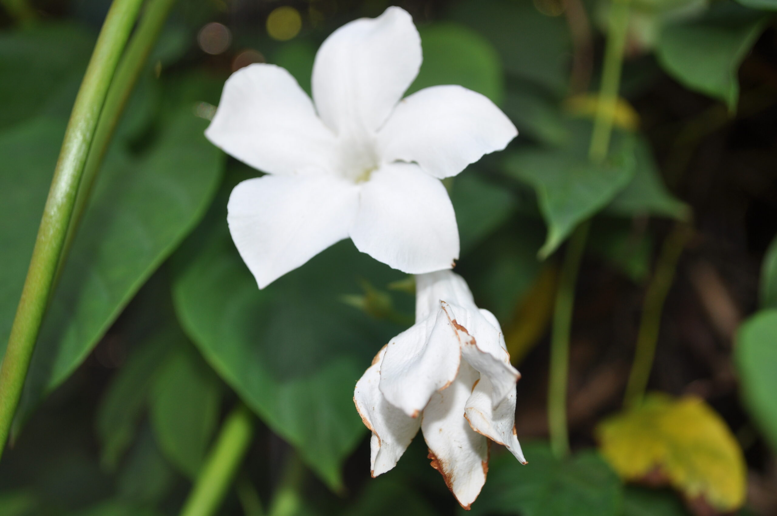 Mandevilla laxa