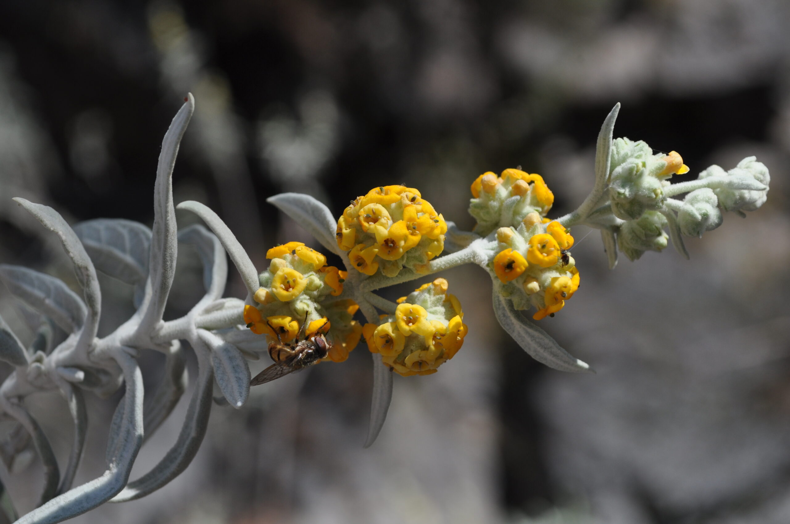 Rama con hojas e inflorescencias